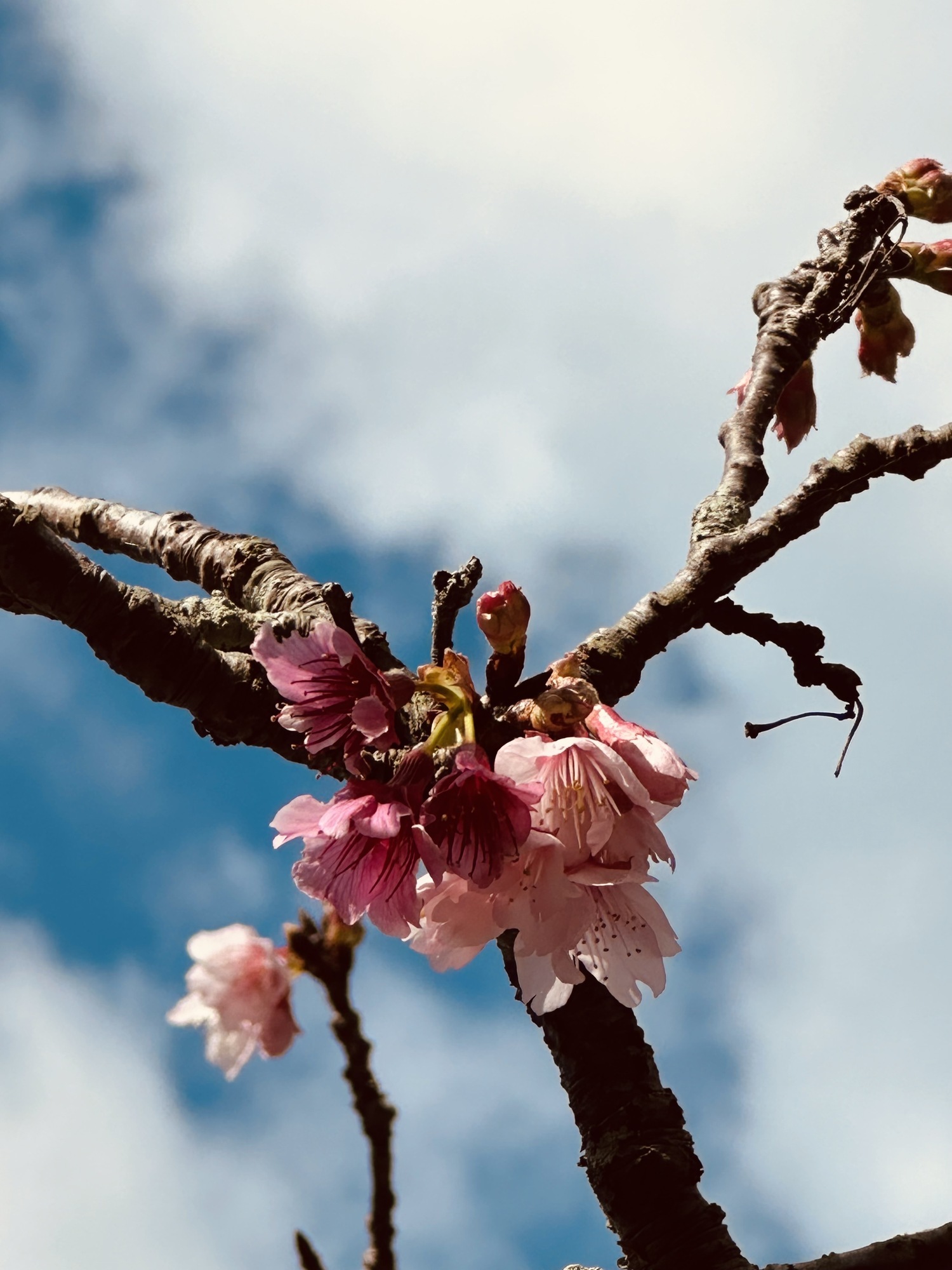 日本で一番早い桜